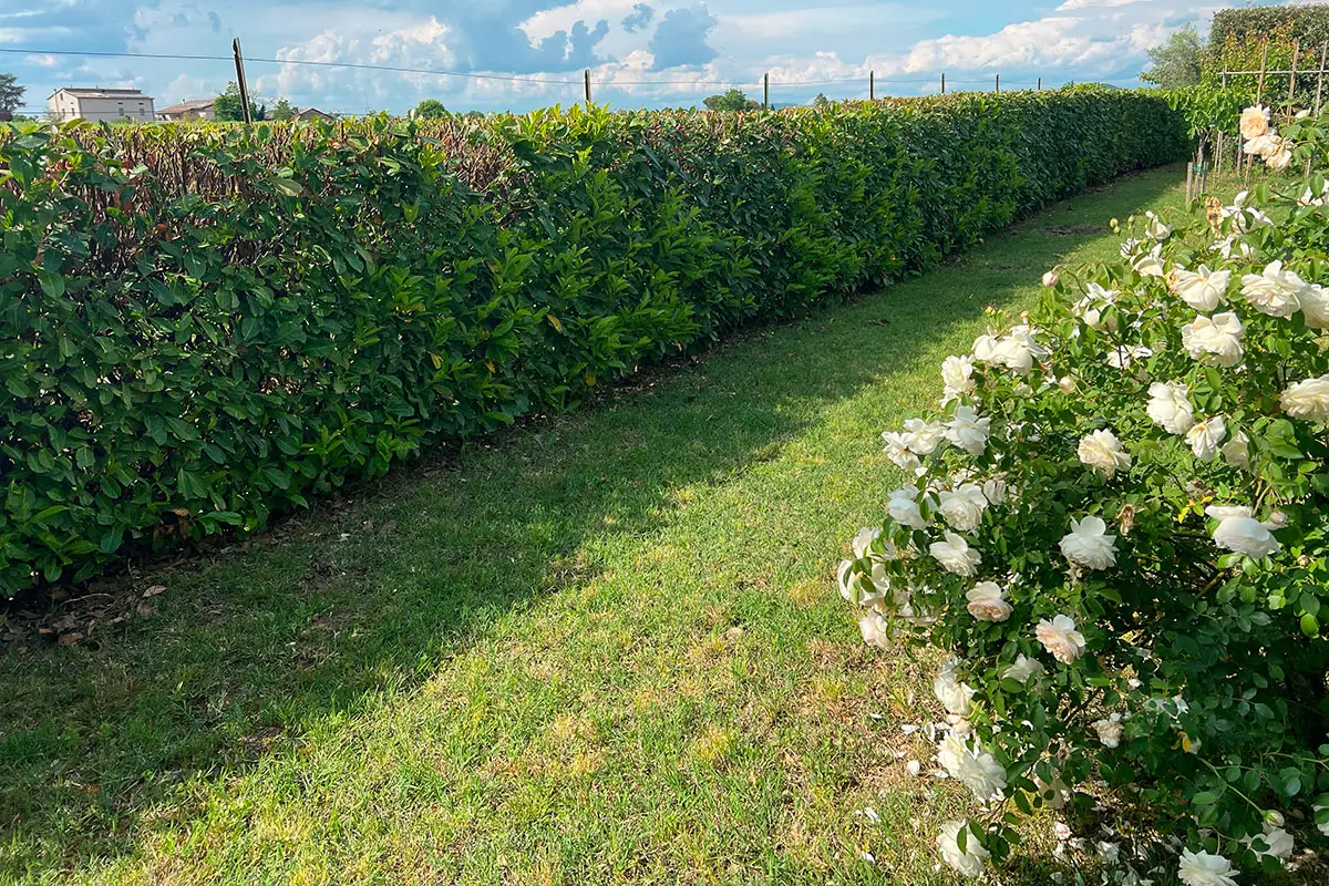 El pequeño gesto diario que olvidan y que hace que tu huerto vertical fracase