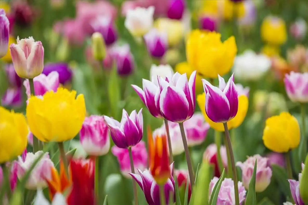 ¿Amas los tulipanes? Descubre estas flores idénticas que florecen durante más tiempo