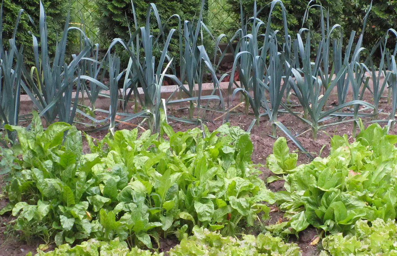 ¿Poca paciencia para el huerto? Planta estas hortalizas de crecimiento ultra rápido