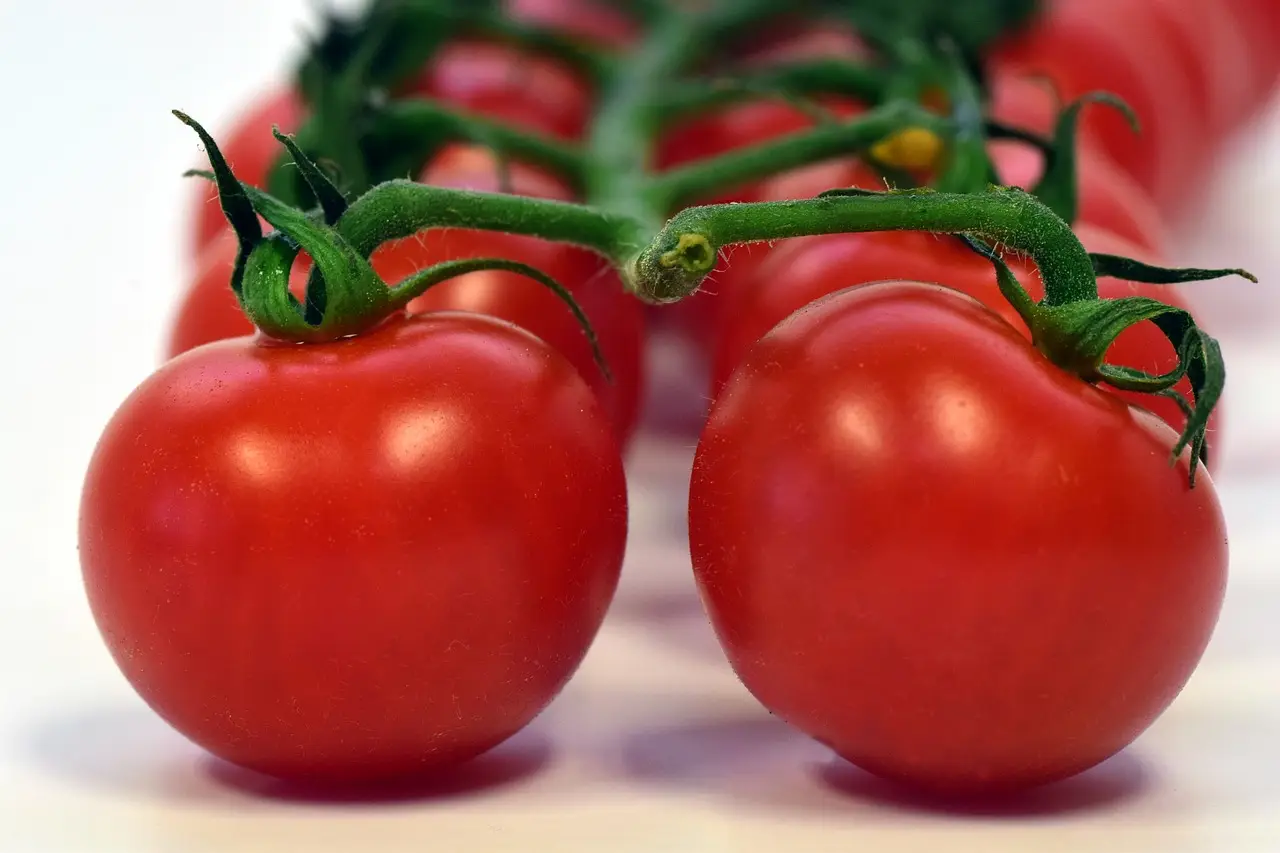 ¿Tomates en invierno? Descubre el truco para cultivarlos ahora y tener cosecha