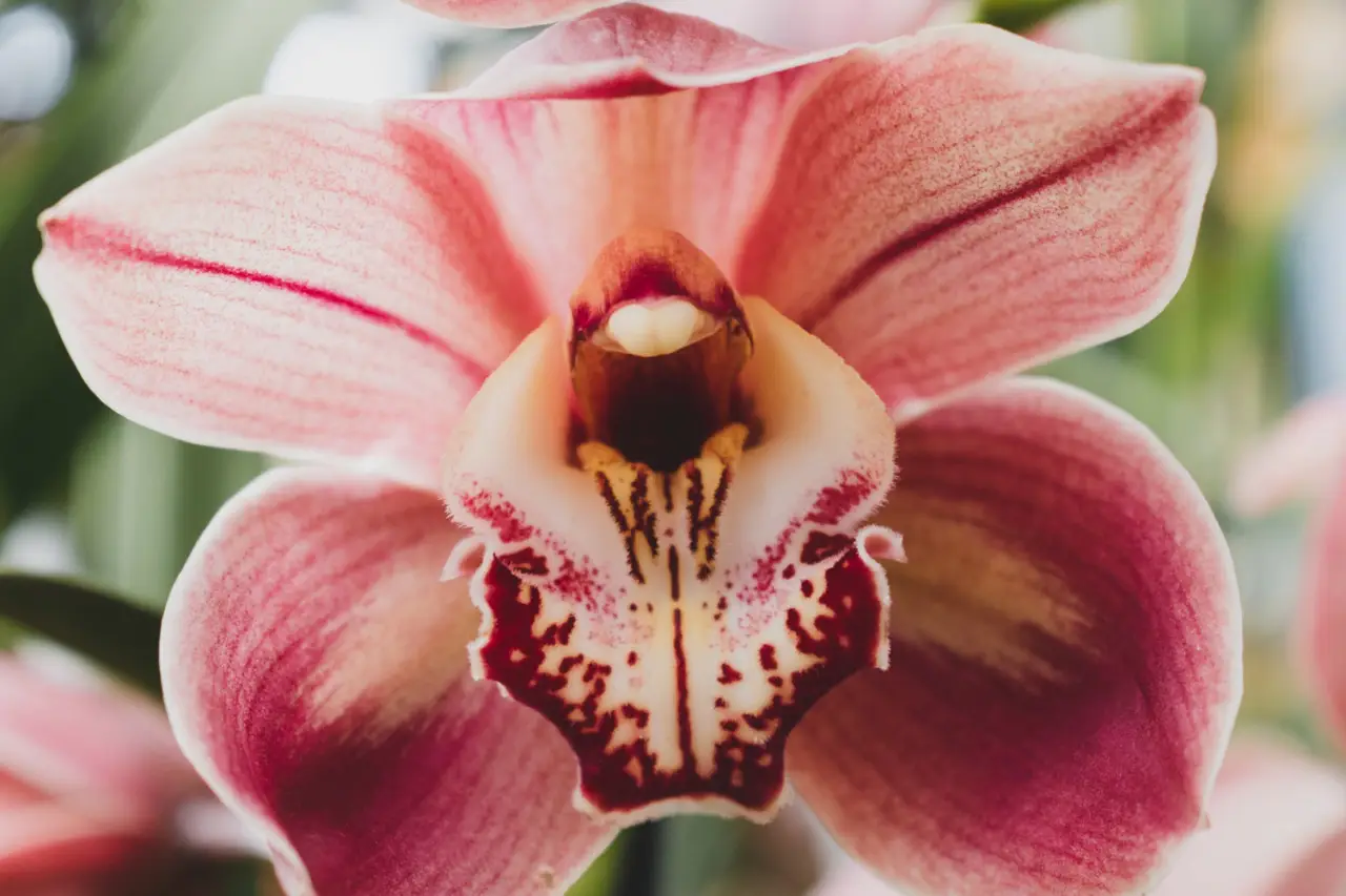 Las flores más caras del mundo: descubre el lujo oculto detrás de un simple ramo