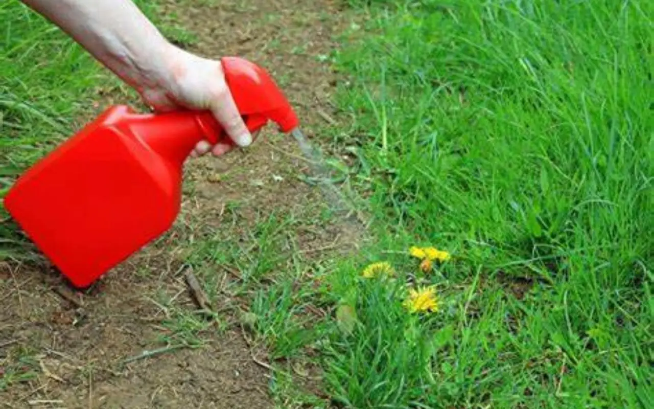 El error que cometes al mezclar insecticidas con agua y que vuelve el tratamiento ineficaz