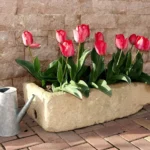 Flores espectaculares para macetas grandes que resisten todo el año