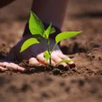 Qué plantar en septiembre en el huerto para cosechar rápido