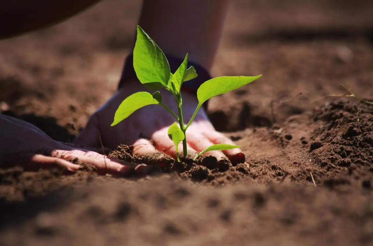 Qué plantar en septiembre en el huerto para cosechar rápido